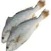 1kg Croaker Fish