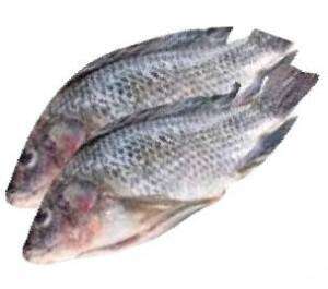 Tilapia Fish